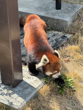 名古屋市東山動植物園に投稿された画像（2025/3/20）
