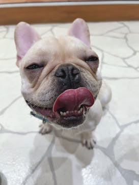 いぬカフェRio 下北沢店に投稿された画像（2025/3/20）