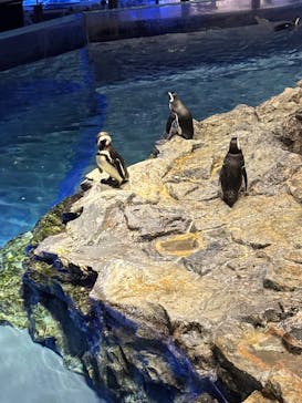 すみだ水族館に投稿された画像（2025/3/20）