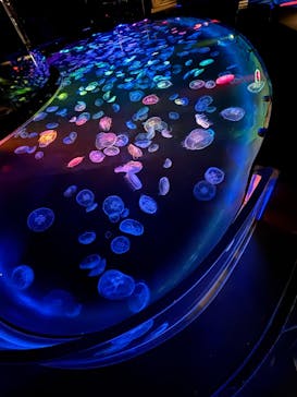 すみだ水族館に投稿された画像（2025/3/20）