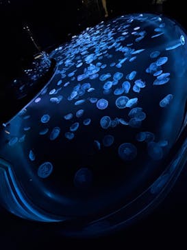 すみだ水族館に投稿された画像（2025/3/20）