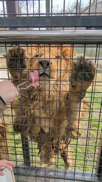 那須サファリパークに投稿された画像（2025/3/20）