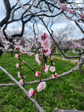 偕楽園本園に投稿された画像（2025/3/20）