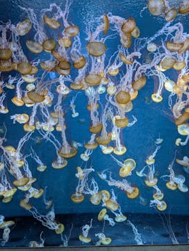 新江ノ島水族館に投稿された画像（2025/3/20）