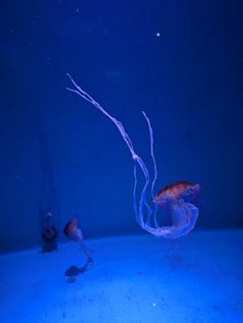 新江ノ島水族館に投稿された画像（2025/3/20）