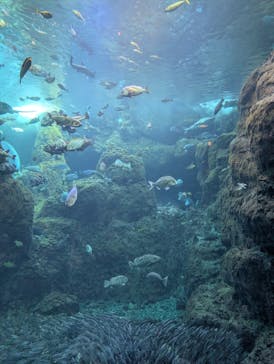 新江ノ島水族館に投稿された画像（2025/3/20）