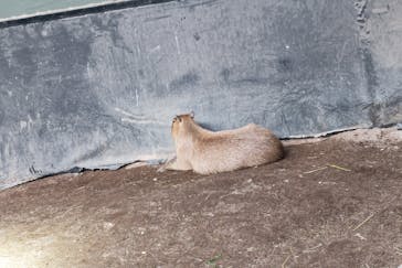カワスイ 川崎⽔族館に投稿された画像（2025/3/20）