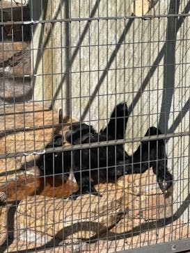 天王寺動物園に投稿された画像（2025/3/20）