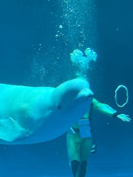 島根県立 しまね海洋館に投稿された画像（2025/3/20）