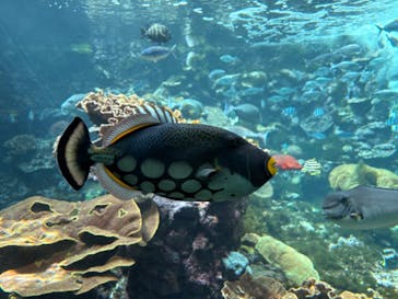 串本海中公園水族館に投稿された画像（2025/3/20）