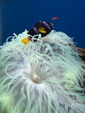 串本海中公園水族館に投稿された画像（2025/3/20）