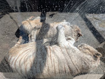 伊豆アニマルキングダムに投稿された画像（2025/3/20）