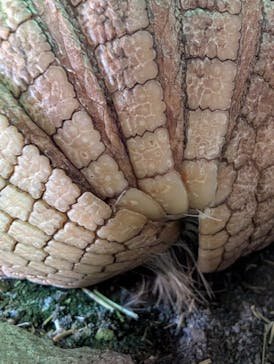 伊豆アニマルキングダムに投稿された画像（2025/3/20）