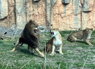 東京動物園協会_多摩動物公園に投稿された画像（2025/3/20）