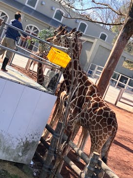 東京動物園協会_多摩動物公園に投稿された画像（2025/3/20）