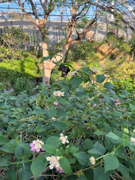 東京動物園協会_多摩動物公園に投稿された画像（2025/3/20）