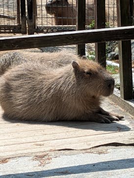 長崎バイオパークに投稿された画像（2025/3/20）