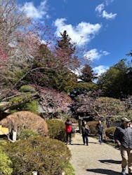 偕楽園本園に投稿された画像（2025/3/20）