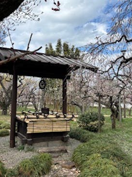 偕楽園本園に投稿された画像（2025/3/20）