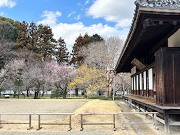 偕楽園本園に投稿された画像（2025/3/20）