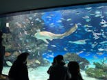 サンシャイン水族館に投稿された画像（2025/3/20）