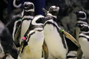 すみだ水族館に投稿された画像（2025/3/20）