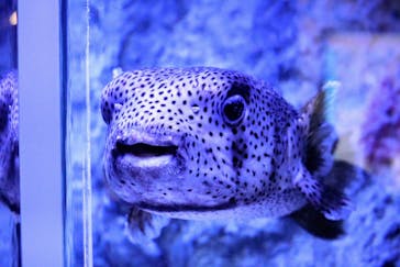 すみだ水族館に投稿された画像（2025/3/20）