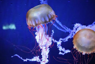 すみだ水族館に投稿された画像（2025/3/20）