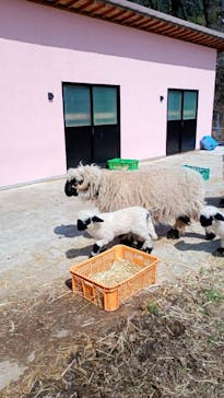 EnglishGardenローザンベリー多和田に投稿された画像（2025/3/20）