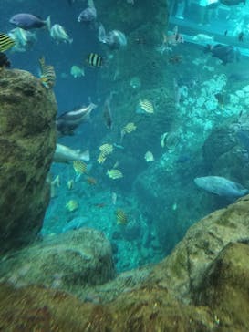 新江ノ島水族館に投稿された画像（2025/3/20）