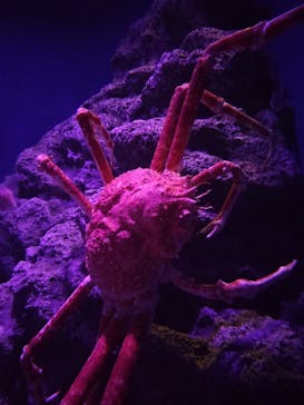 新江ノ島水族館に投稿された画像（2025/3/20）