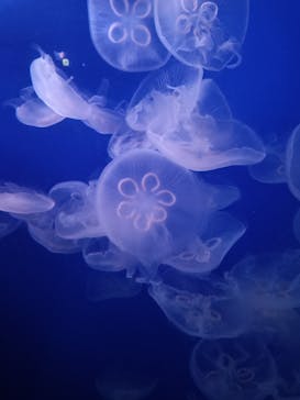 新江ノ島水族館に投稿された画像（2025/3/20）