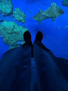 DMMかりゆし水族館に投稿された画像（2025/3/20）