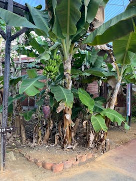 おきなわワールドに投稿された画像（2025/3/20）