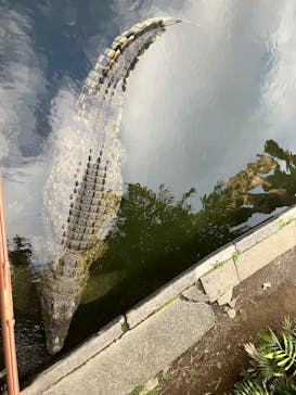 熱川バナナワニ園に投稿された画像（2025/3/20）