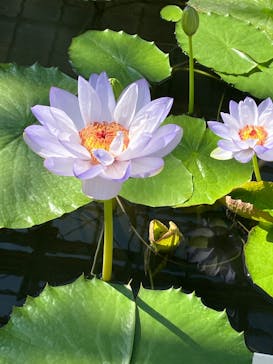 熱川バナナワニ園に投稿された画像（2025/3/20）