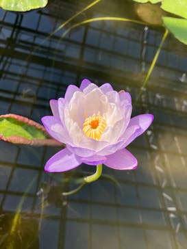 熱川バナナワニ園に投稿された画像（2025/3/20）