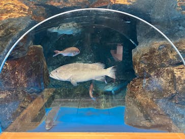 のとじま水族館に投稿された画像（2025/3/20）