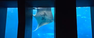 沖縄美ら海水族館に投稿された画像（2025/3/20）