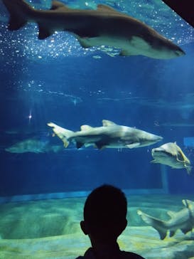 アクアワールド茨城県大洗水族館に投稿された画像（2025/3/20）