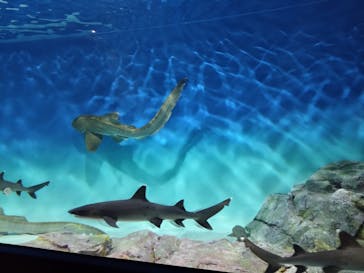 アクアワールド茨城県大洗水族館に投稿された画像（2025/3/20）