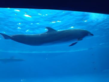 アクアワールド茨城県大洗水族館に投稿された画像（2025/3/20）