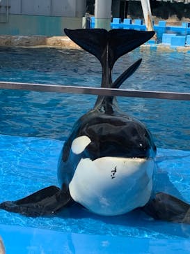 名古屋港水族館に投稿された画像（2025/3/20）