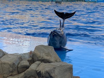 名古屋港水族館に投稿された画像（2025/3/20）