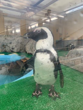 名古屋港水族館に投稿された画像（2025/3/20）
