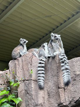 那須どうぶつ王国に投稿された画像（2025/3/20）