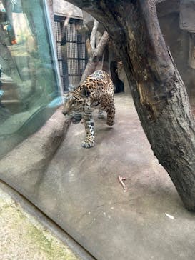 那須どうぶつ王国に投稿された画像（2025/3/20）