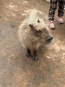 那須どうぶつ王国に投稿された画像（2025/3/20）