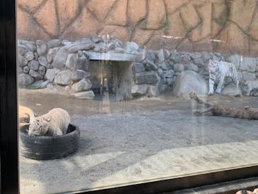 東武動物公園に投稿された画像（2025/3/20）