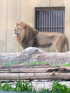 東武動物公園に投稿された画像（2025/3/20）